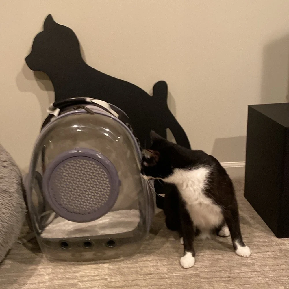 Cat bubble backpack